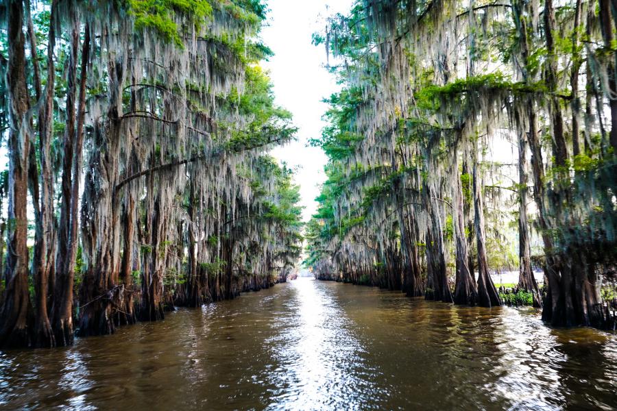 Cajun Connections: How Wetlands Shaped Louisiana Culture