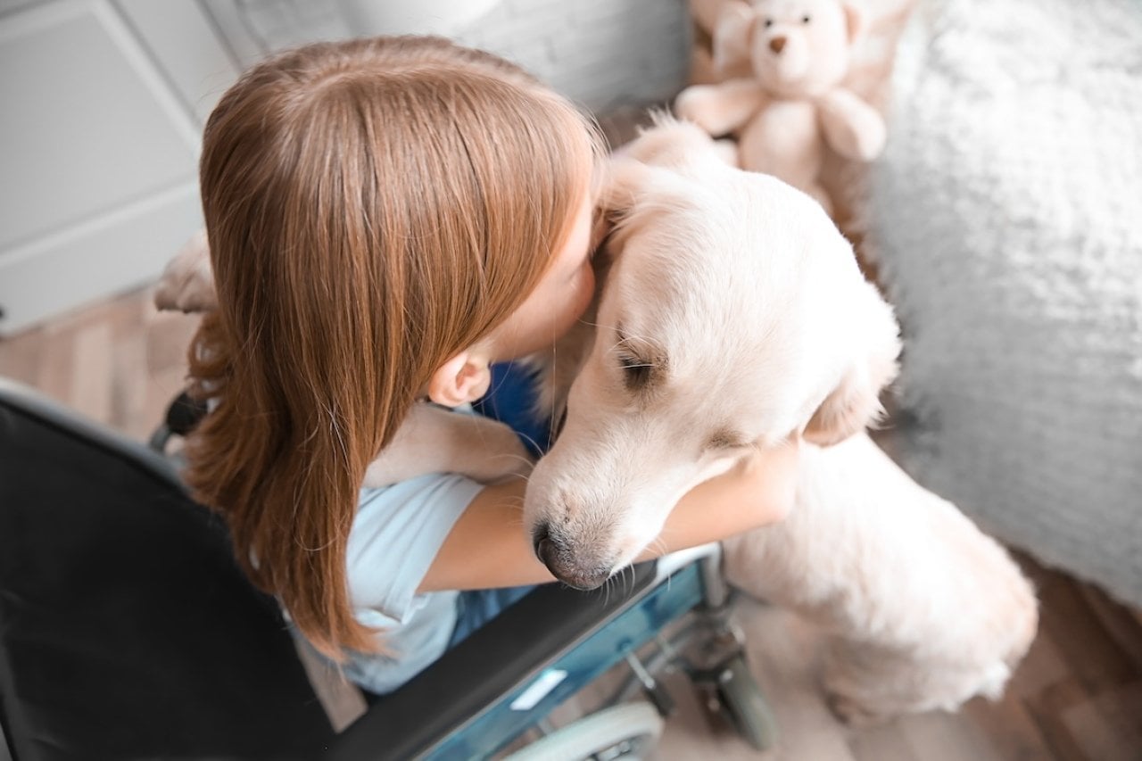 Learn about what service dogs can do, and what it takes to certify and protect them